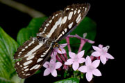 20070401_11322632_D200