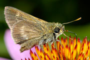 20070721_16070890_D70