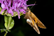 20070805_13410510_D70