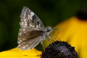 20070805_14564610_D70