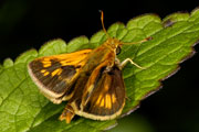 20070805_15254710_D70